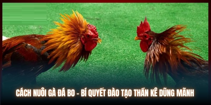 Cách Nuôi Gà Đá Bo - Bí Quyết Đào Tạo Thần Kê Dũng Mãnh