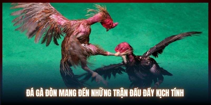 Đá gà đòn mang đến những trận đấu đầy kịch tính