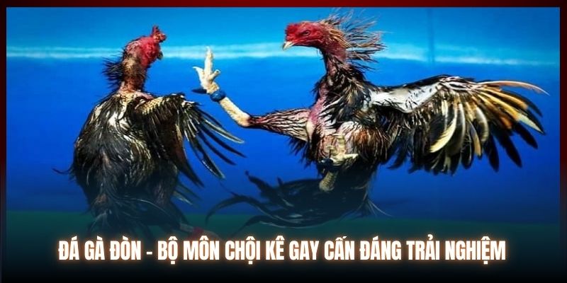 Đá Gà Đòn - Bộ Môn Chội Kê Gay Cấn Đáng Trải Nghiệm