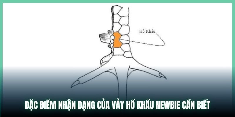 Đặc điểm nhận dạng của vảy Hổ Khẩu newbie cần biết