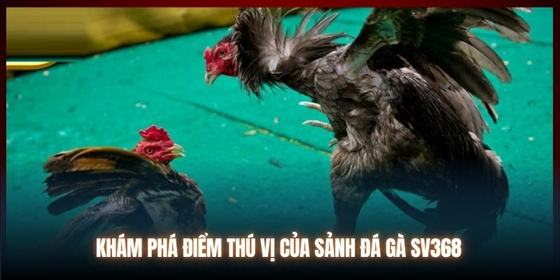 Khám phá điểm thú vị của sảnh đá gà SV368