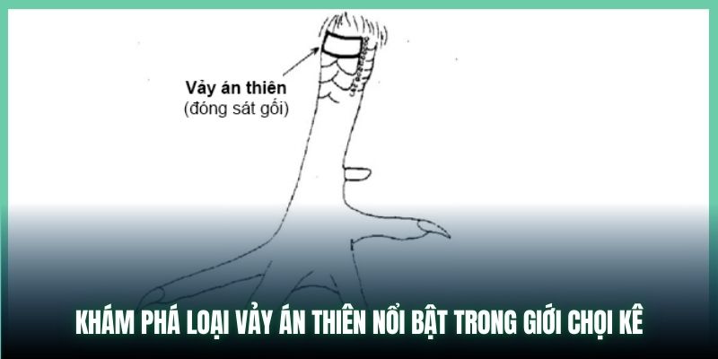 Khám phá loại vảy Án Thiên nổi bật trong giới chọi kê