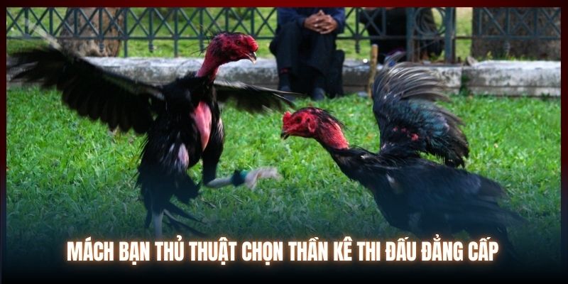 Mách bạn thủ thuật chọn thần kê thi đấu đẳng cấp