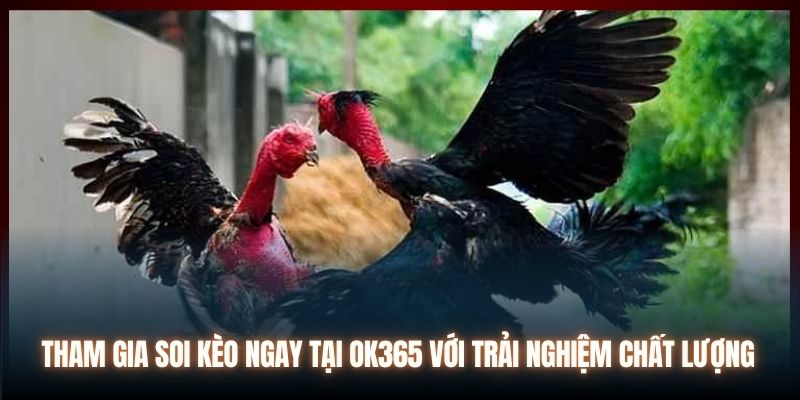 Tham gia soi kèo ngay tại OK365 với trải nghiệm chất lượng