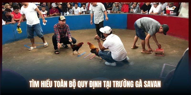 Tìm hiểu toàn bộ quy định tại trường gà Savan