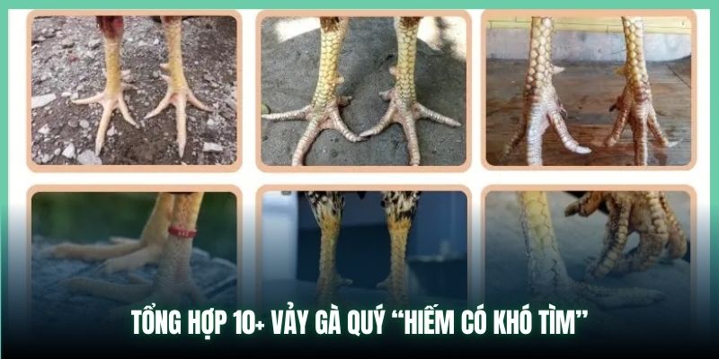 Tổng hợp 10+ vảy gà quý “hiếm có khó tìm”