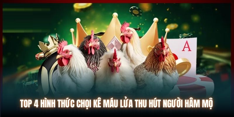 Top 4 hình thức chọi kê máu lửa thu hút người hâm mộ