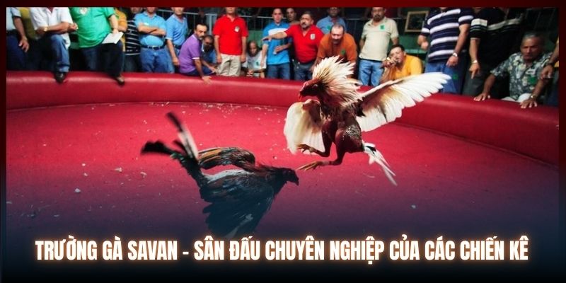 Trường Gà Savan - Sân Đấu Chuyên Nghiệp Của Các Chiến Kê