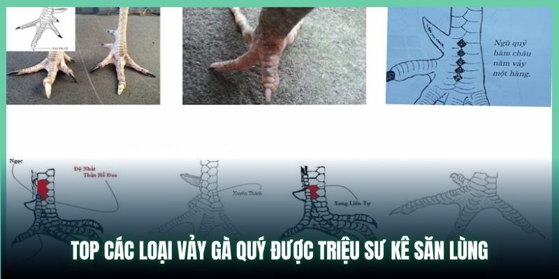 Top Các Loại Vảy Gà Quý Được Triệu Sư Kê Săn Lùng